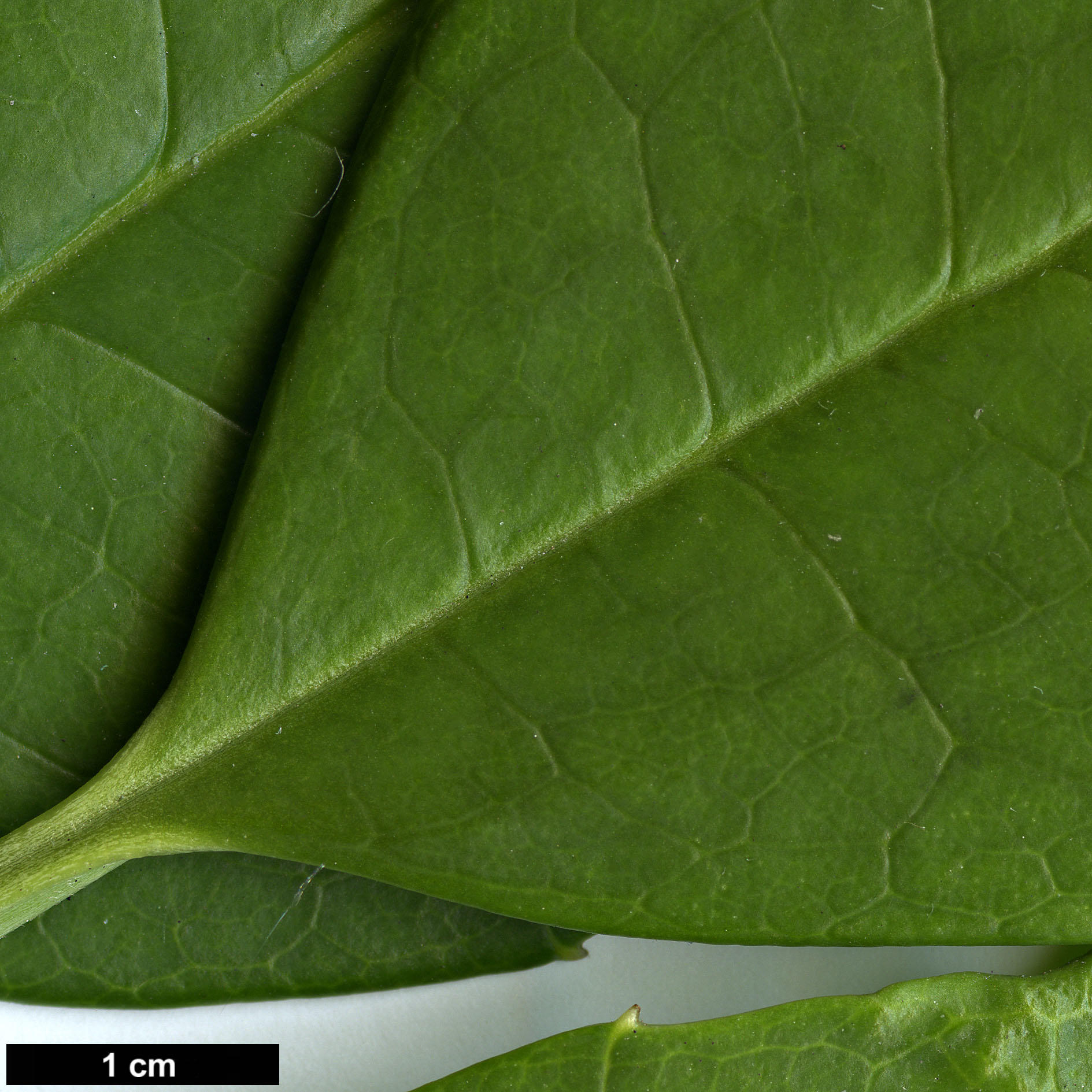 High resolution image: Family: Garryaceae - Genus: Aucuba - Taxon: omeiensis High resolution image: Family: Garryaceae - Genus: Aucuba - Taxon: omeiensis